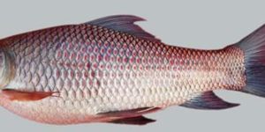 Frozen Rohu Fish