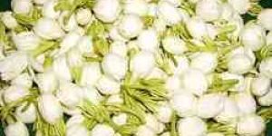 MOGRA FLOWER