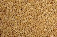 Wheat