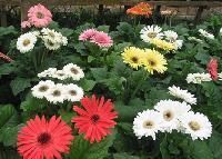 HYBRID GERBERA & PLANTS