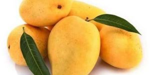 Fresh Kesar Mango