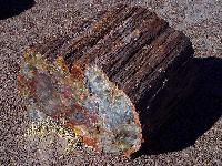 Petrified Woods