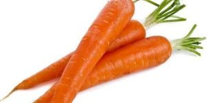 Fresh Carrot