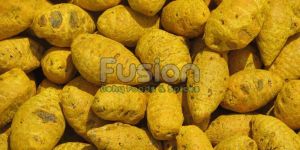 Turmeric Bulb