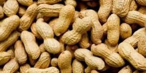 Shelled Peanuts