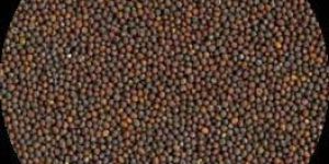 Mustard Seeds