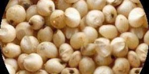 Sorghum Seeds