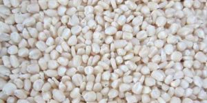 White Maize Seeds