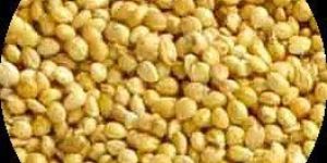 Yellow Millet Seeds