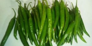 Fresh Green Chilli