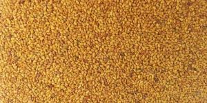 Lucerne Seeds