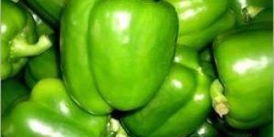 Fresh Green Capsicum