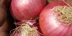 Fresh Red Onion