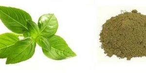 Tulsi Powder