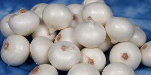 Fresh White Onion