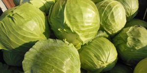 Fresh Cabbage