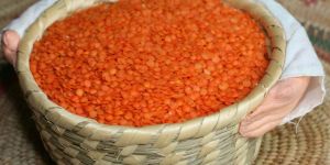 Red Lentil