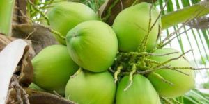 Fresh Green Coconut