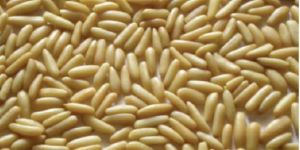 Pine Nut Kernels