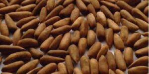 Shelled Pine Nuts