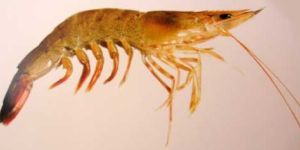 Brown Shrimp