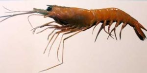 Deep Sea Shrimp