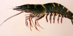 Tiger Prawn