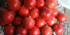 Pomegranate(Anar Bhagwa)