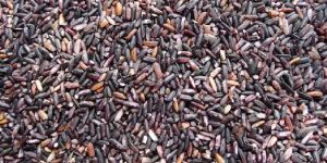 Purple Rice