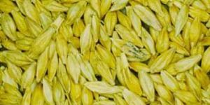 Barley Seeds