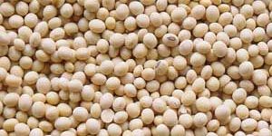 Soybean Seeds