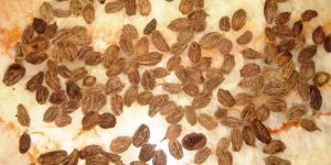 Brown Cardamom (Nepal Top)