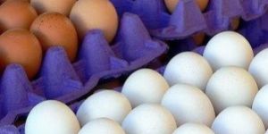 Egg Exports, Brown Eggs Supplier, Indian White Eggs Exporters, Farm Fresh Egg Exporters, Poultry Frams India, Chicken EGgs Supplier India