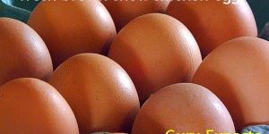 EGGS EXPORTERS, CHICKEN EGGS SUPPLIERS INDIA, BROWN SHELL HEN EGGS PRODUCERS, POULTRY EGGS WHOLESALE, INDIAN FARM EGGS DISTRIBUTORS, TABLE EGGS EXPORT