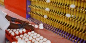 Egg, Chicken Eggs, Brown Eggs