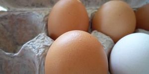 Fresh Eggs, Brown Shell Egg, Indian Farm Fresh Egg, Poultry Table Egg
