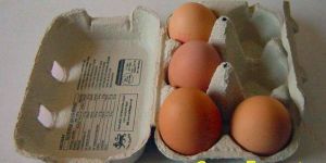 Brown Eggs, White Egg, Farm Fresh Egg, Table Egg, Poultry Farm Egg