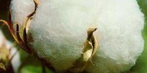 Raw Cotton