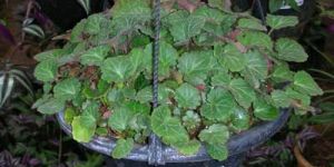 Hanging Baskets - (05)