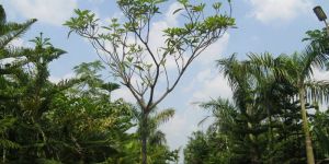 Alstonia Scholaris