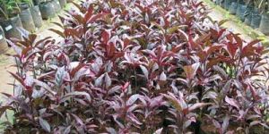 04 Outdoor Shrubs