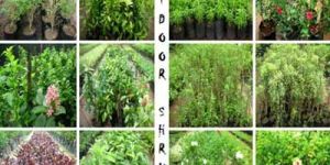 Outdoor Shrubs