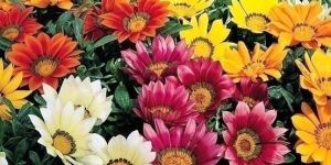 Seasonal Flowering Plants