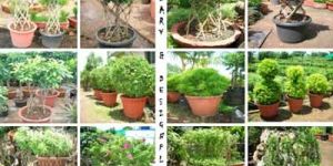Topiary Plants