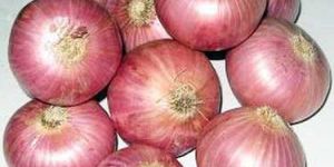 Red Onion