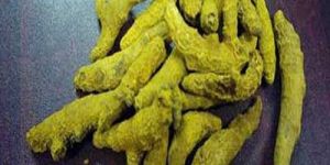 Turmeric Finger