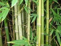 Bamboos