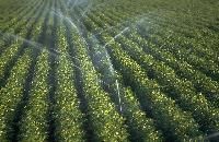 Irrigation Sprinkler