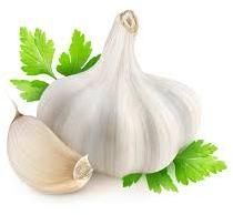 Garlic