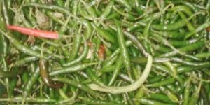 Green Chilly